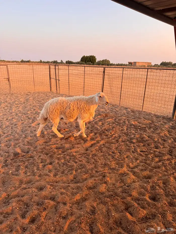 فحل حري للبيع مشروط 1