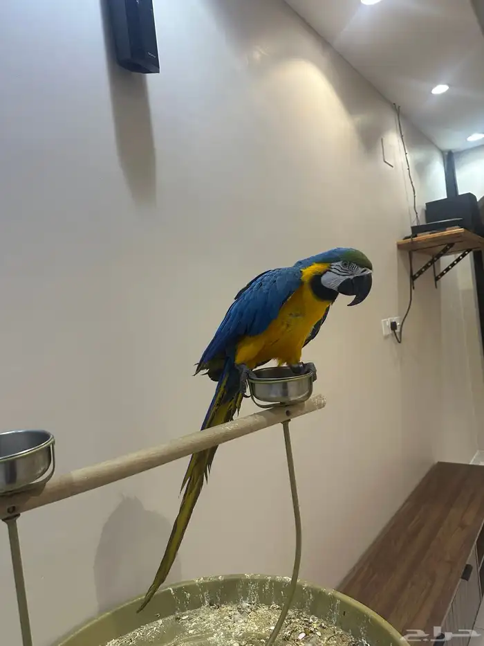 ببغاء مكاو 1