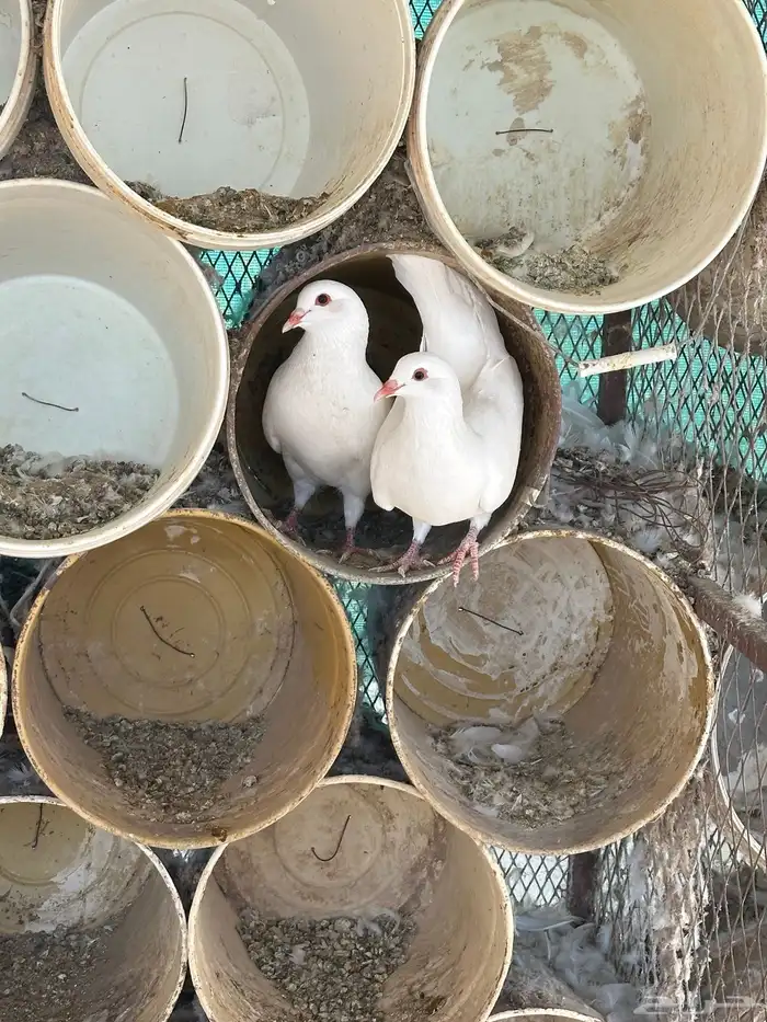 حمام فرنسي فاخر 9