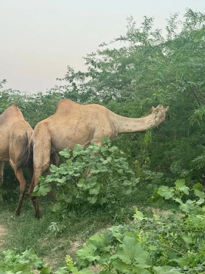 ناقة جنب مدني 2