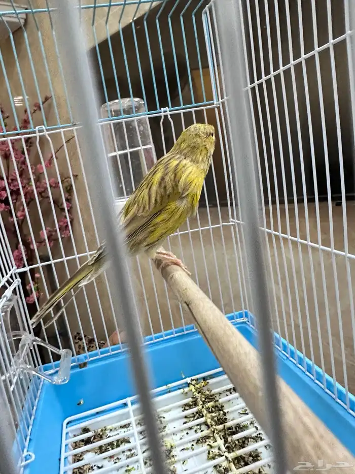 كناري تغريد 0