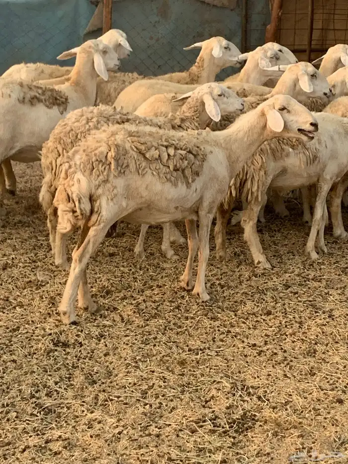 للبيع غنم حريات مواليد ودفيع 1