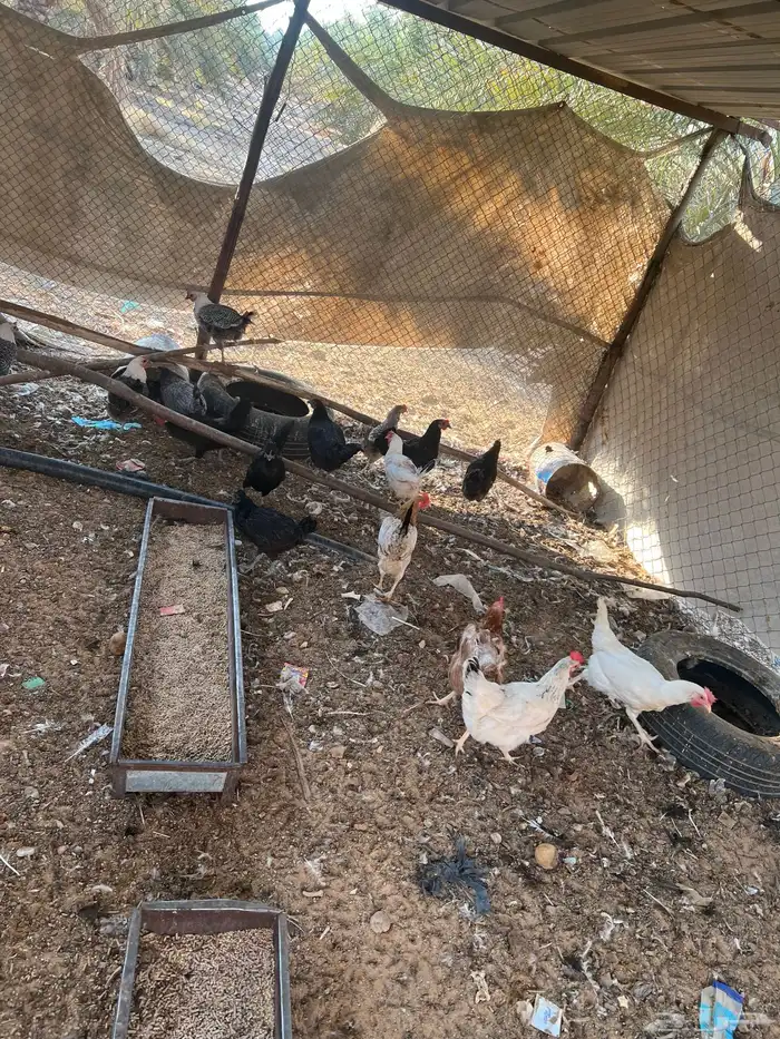 للبيع دجاج مشكل 13