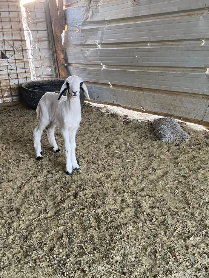 للبيع داغور خروف حري 1