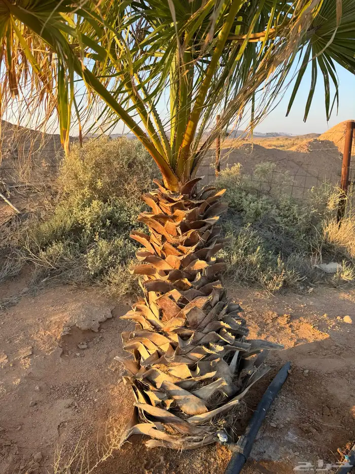 نخل واشنطني وصبارللبيع 1