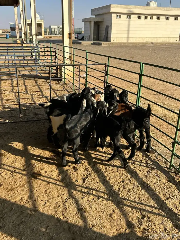 معزا مواليد 7حدرها 13 11