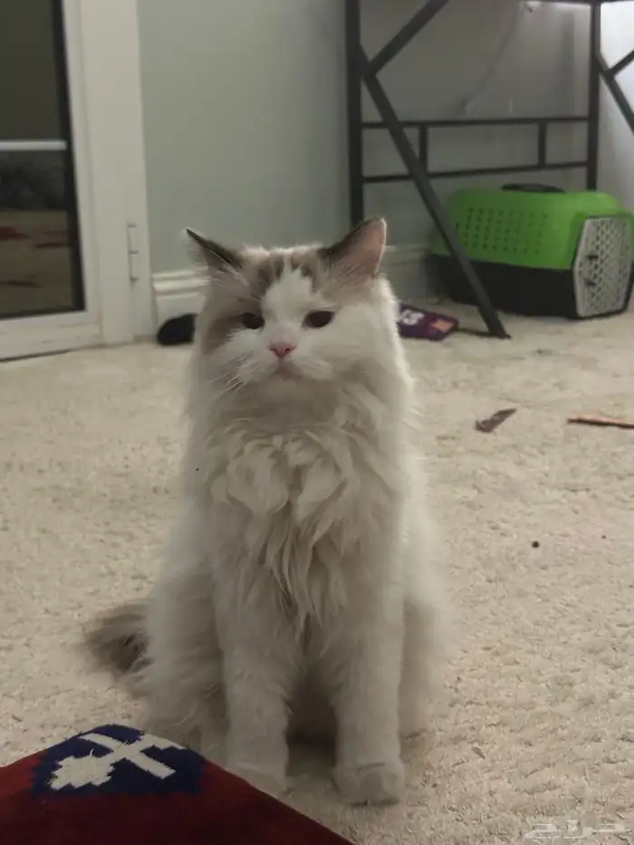 قط راغدول للبيع 3