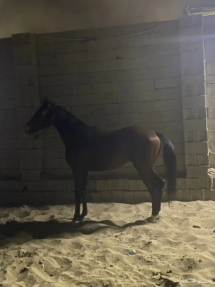 حصان للبيع 1