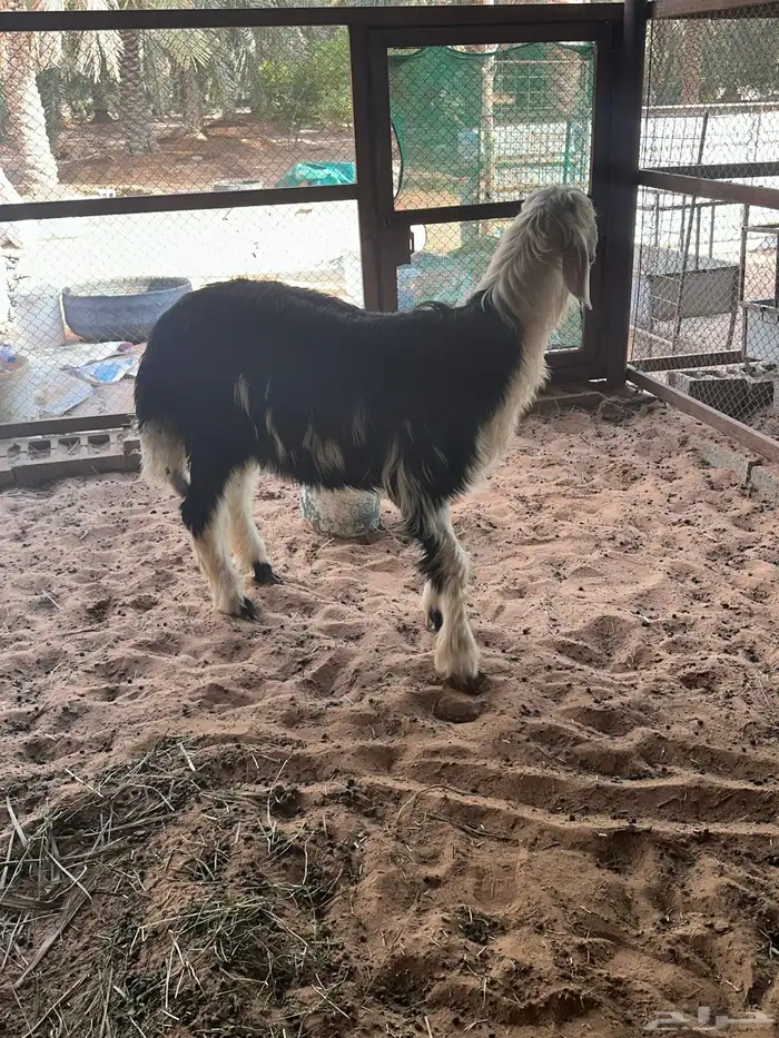 للبيع مشروع فحل كفووو 1