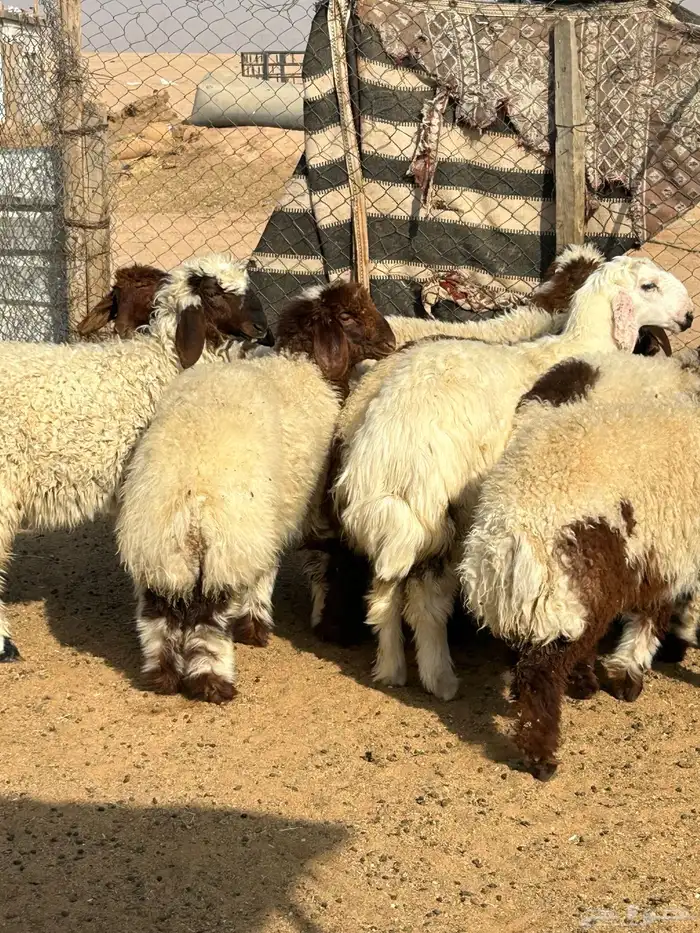 ذبايح وتمايم 2