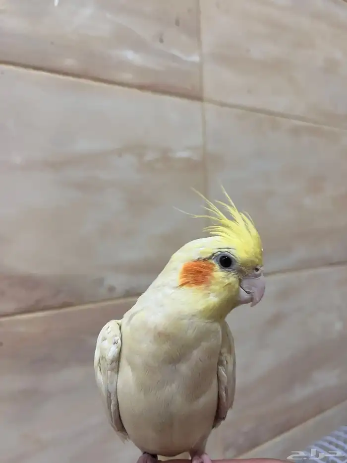 للبيع السوم 350 1