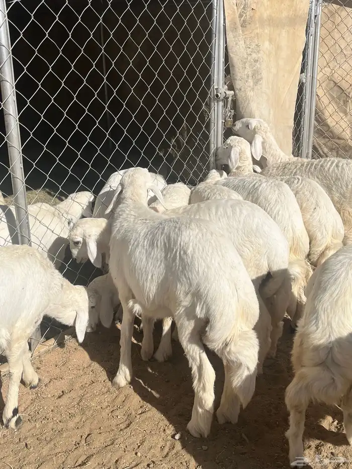 رخال صنف تم البيع 8