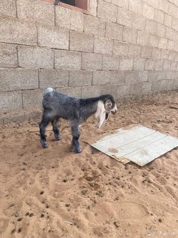 عنز شامية معها جفرة 2