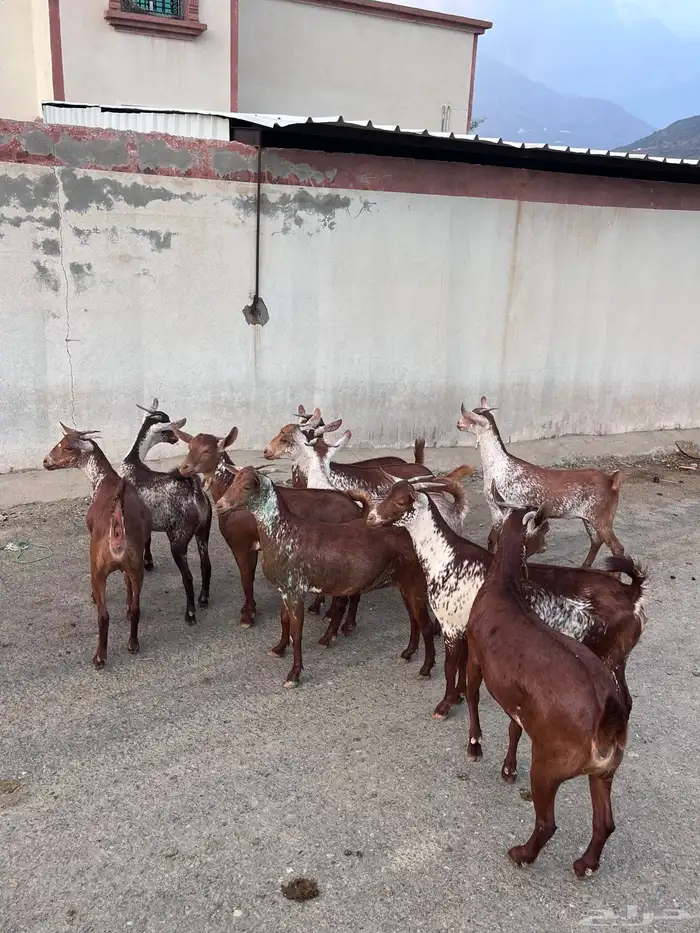 خبيش وشح دهم 1