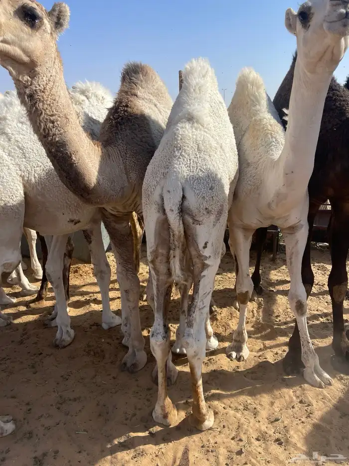 قعدان كفوللمناسبات 1