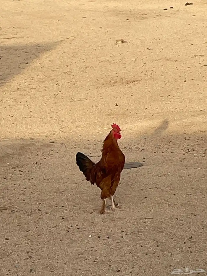 ديك مهجن براهما امه بلديه وبوه براهما عندي صور امه وبوه 3