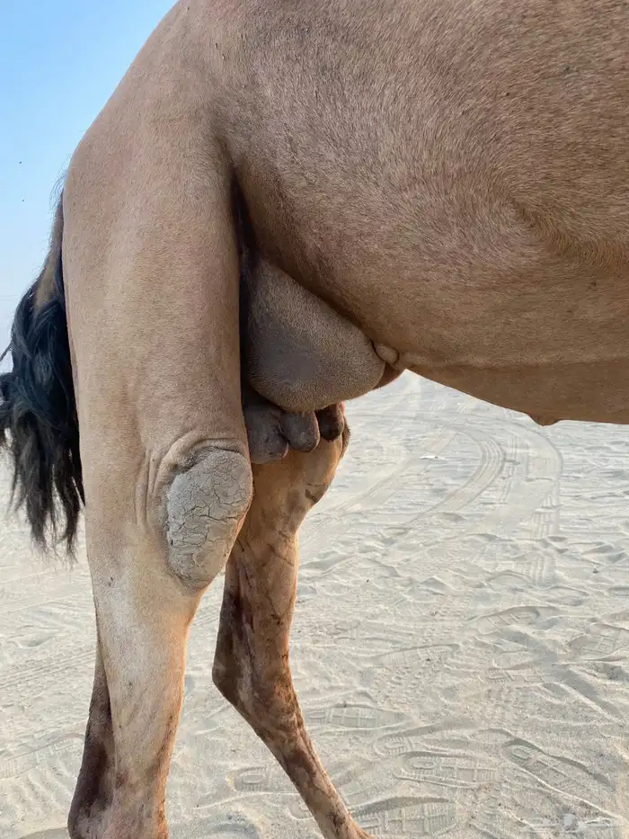 ناقه للبيع 2