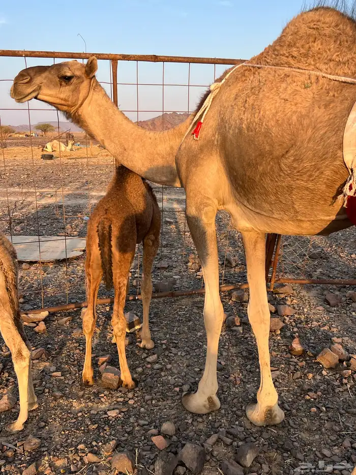 بكره ثنو تحتها بكره حمرا تملى ام 60 ب 11500 تم البيع 0