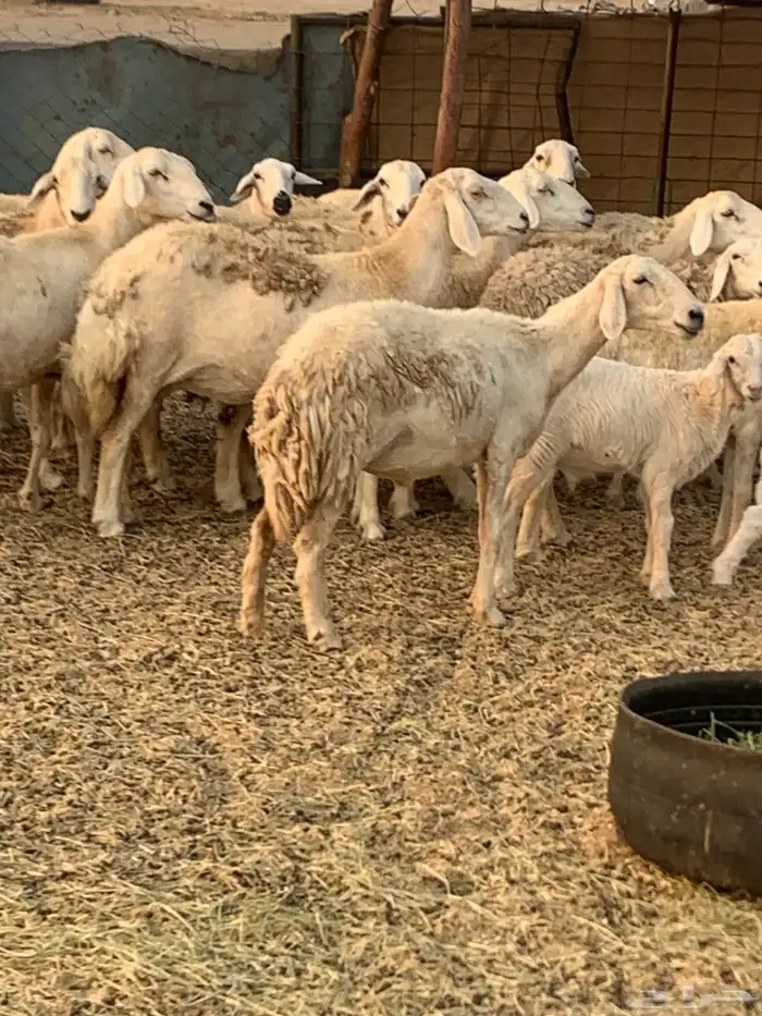 للبيع غنم حريات مواليد ودفيع 4