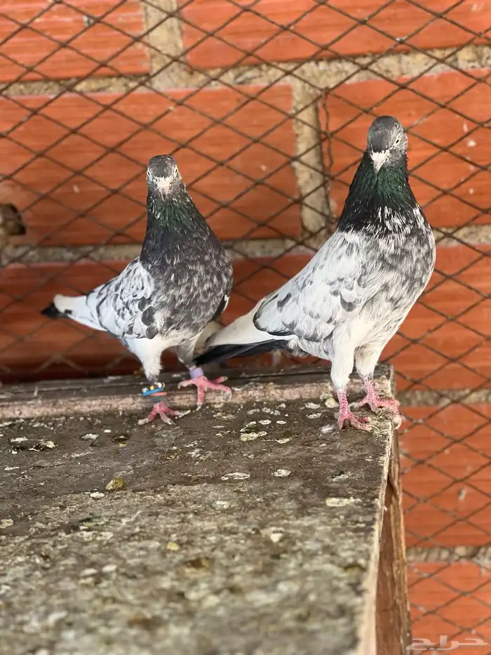 حمام بكساتني 0