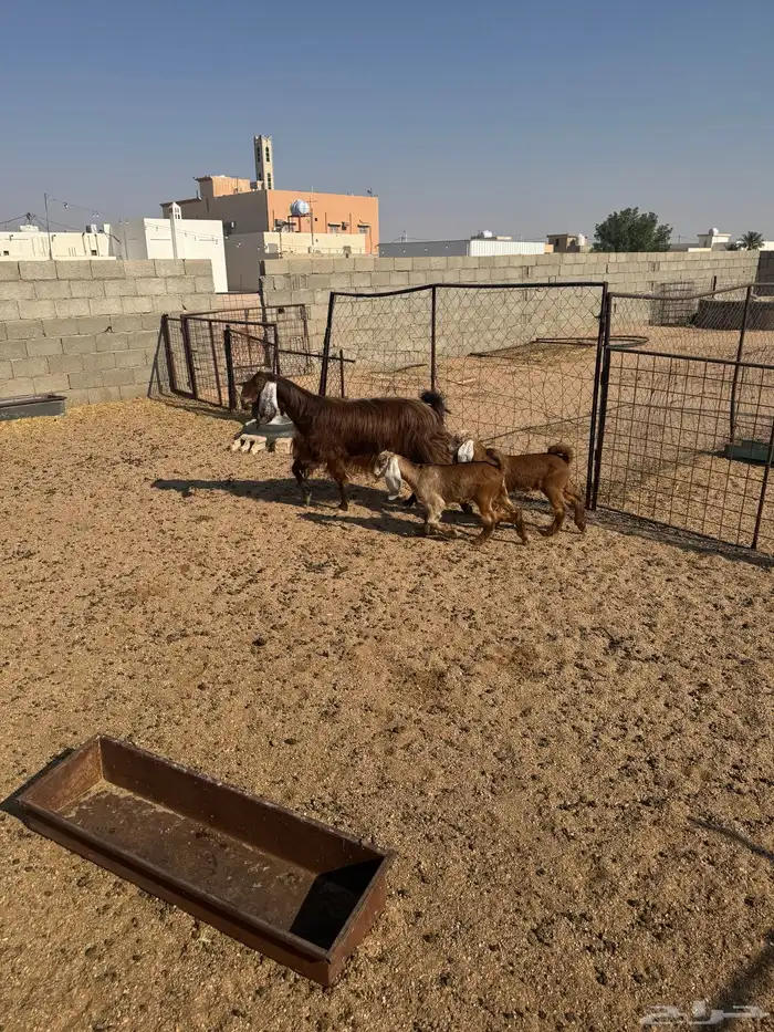 عنز شاميه متوم 2