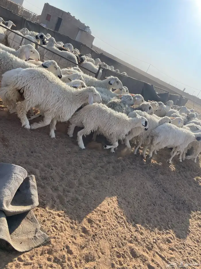 رخال جذعات وثنوات وقليل رباع بفحلها فيها 2 متابيع 1