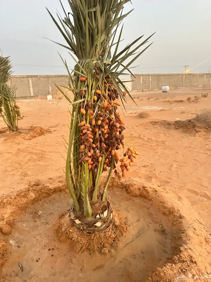 نخيل مثمر للبيع يتوفر توصيل وزراعه 2