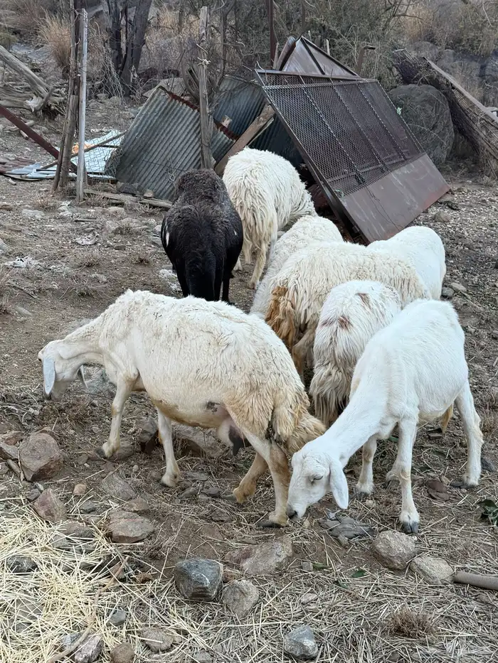 مقاني مراح واحد 4