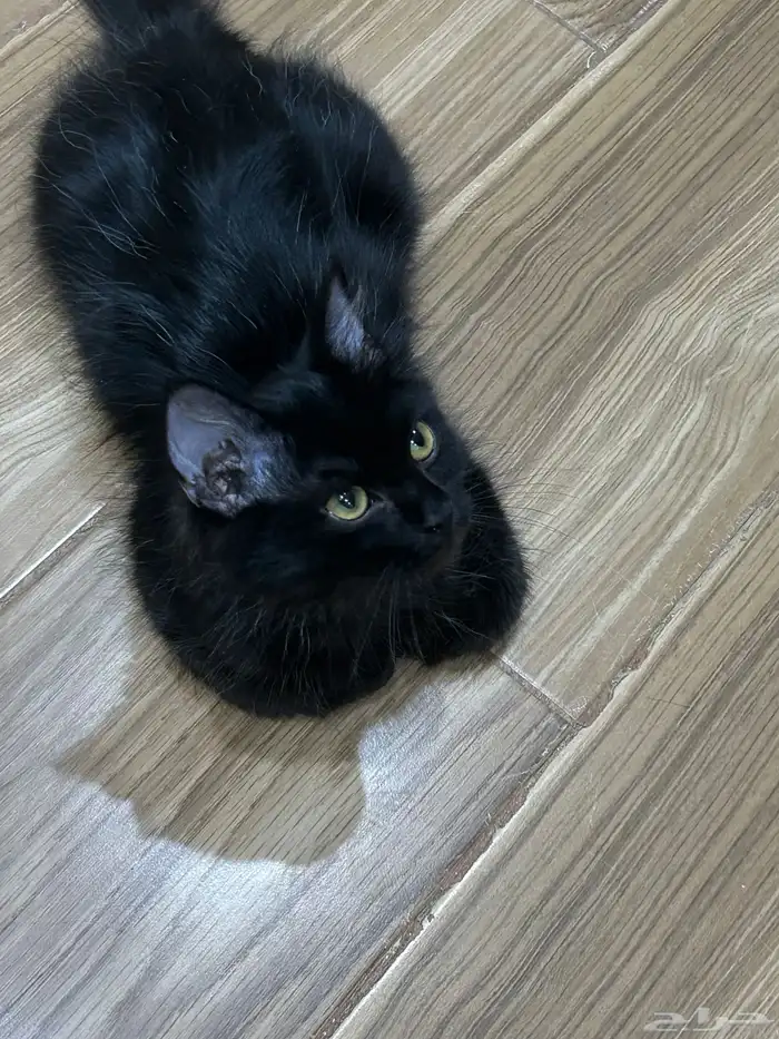 قط ذكر لتبني عمره خمسه اشهر معه ليتربوكس 0