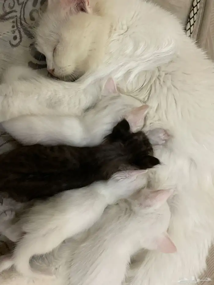 قطوه شيرازي مع عيالها تبني 1