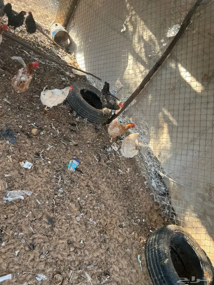 للبيع دجاج مشكل 16