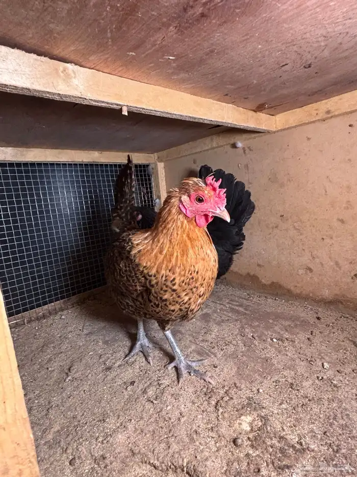 للبيع دجاج 4