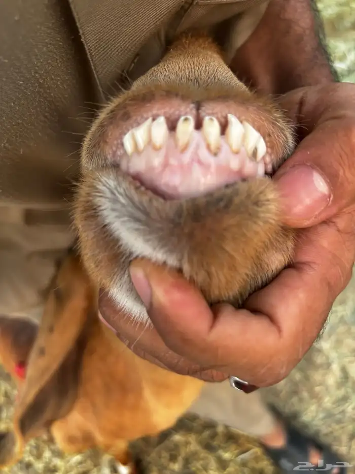 معزاء قبرصيات 6