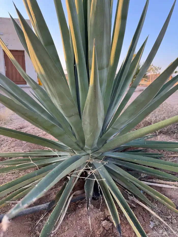 نخل واشنطني وصبارللبيع 2