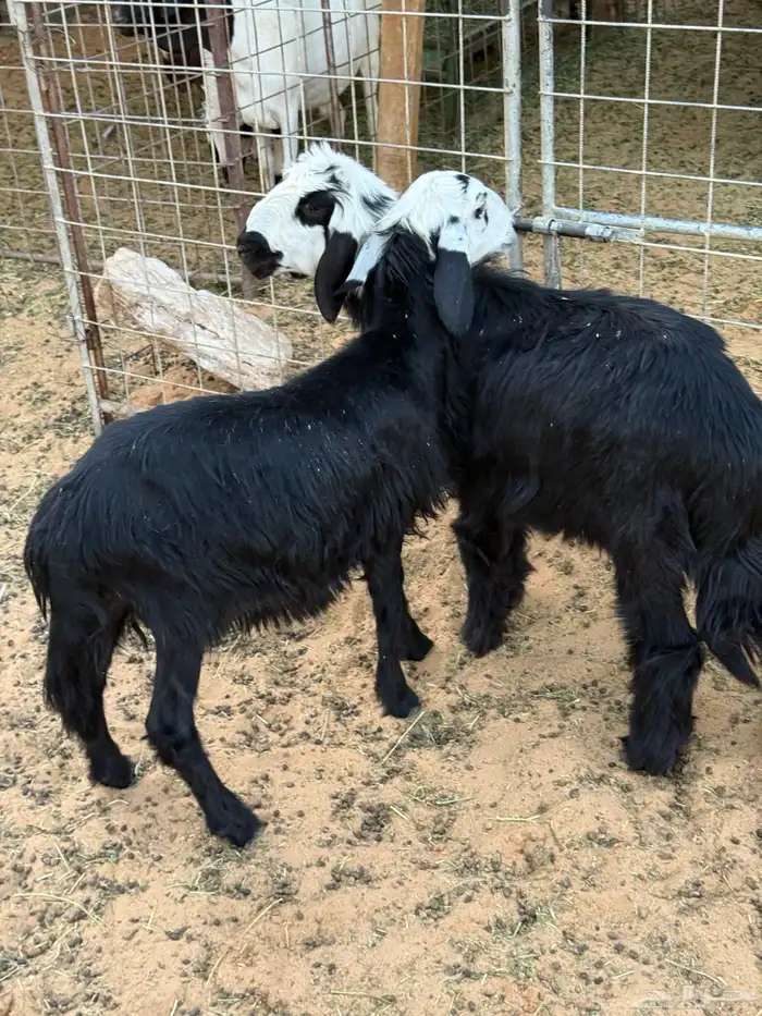 بهم خروف رخل 2