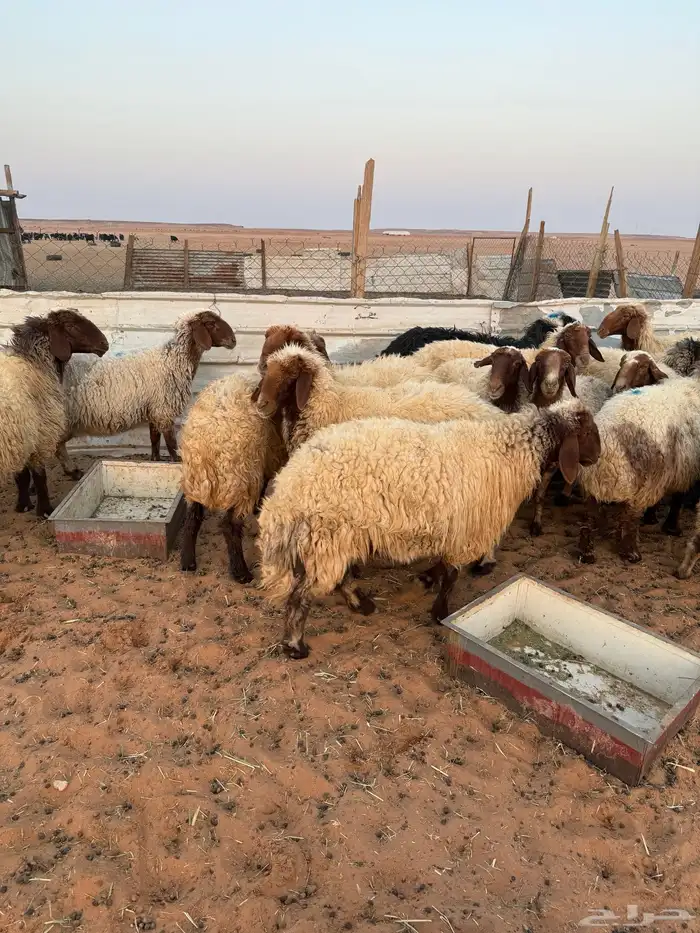 غنم نعيم جبار و لون 0