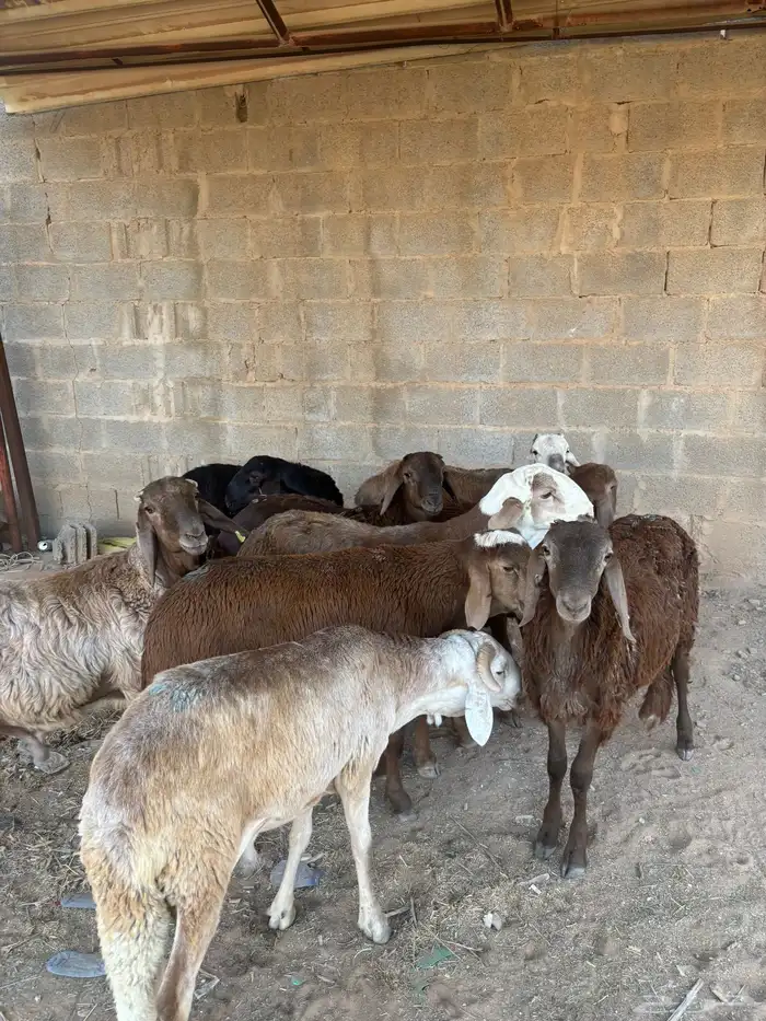 سواكن مرابي 0