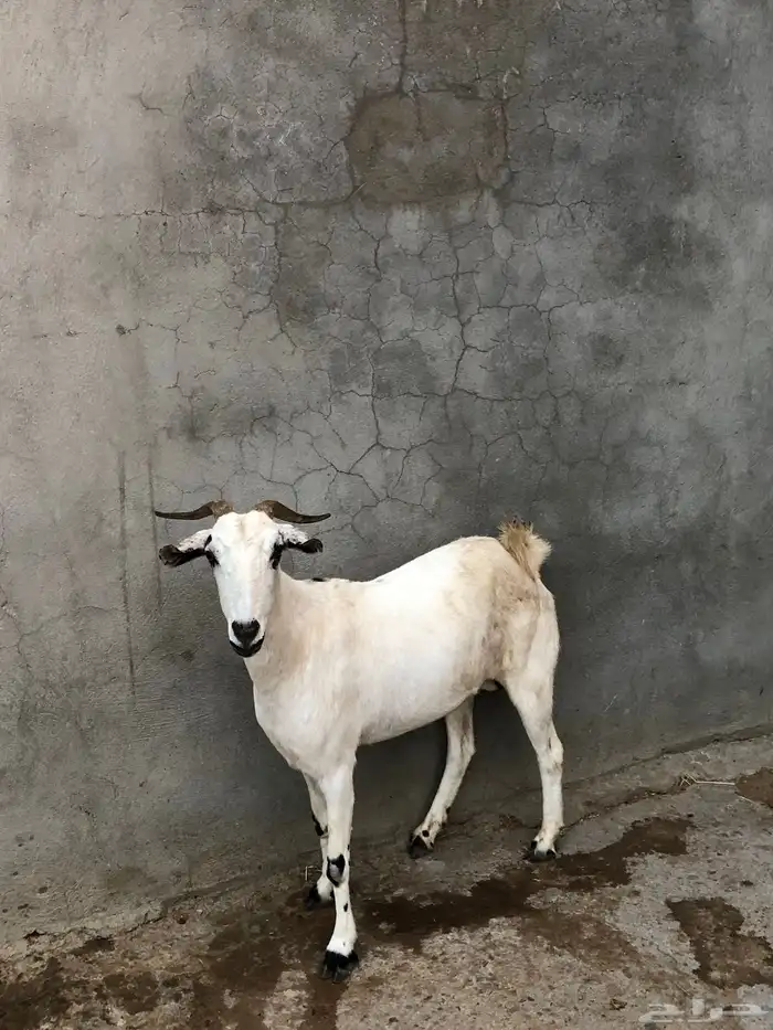 عنز بيشيه للبيع 0