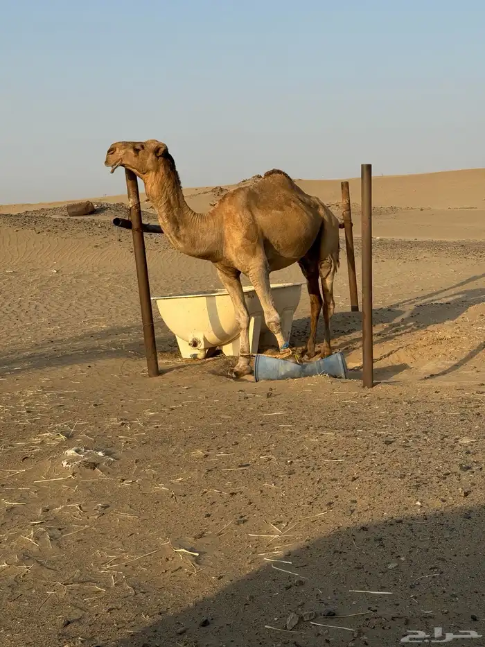 بعير احمر شمالي مشروط 1