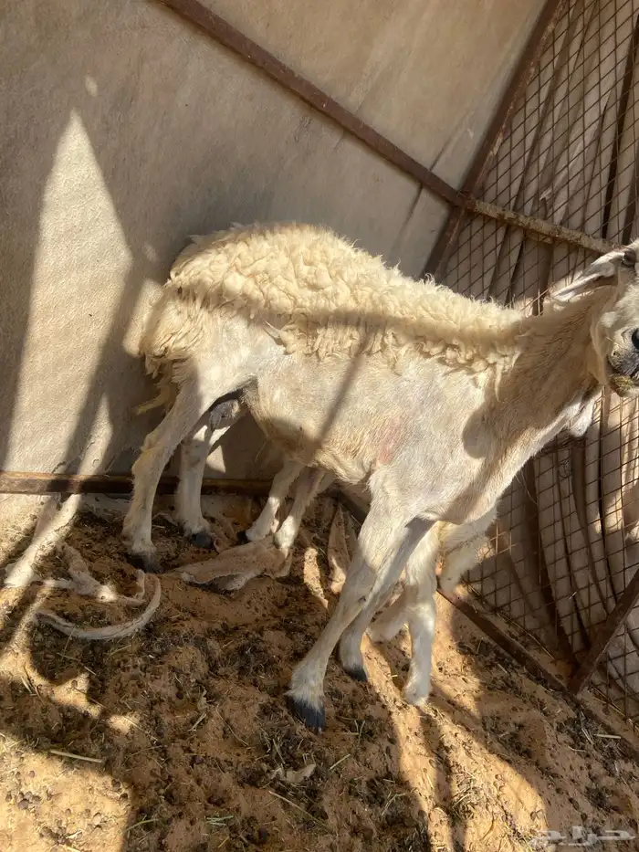 للبيع حريه مع بنتها 2