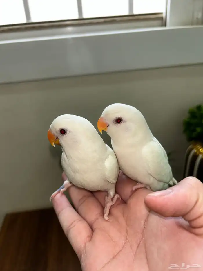 زوج روز البينو عيون حمراء 0