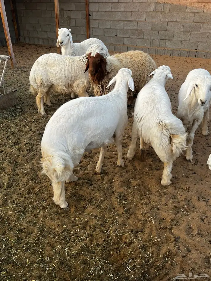 خرفان البيع صنف 4