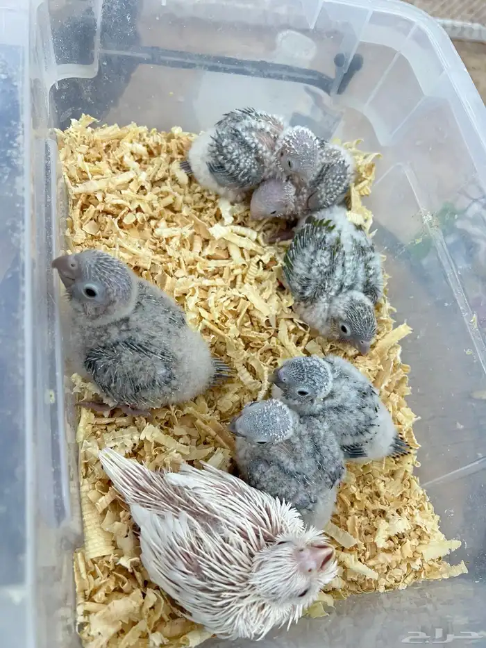 كنيورات وكروان البينو تقبل الغر وحجمها تب 1