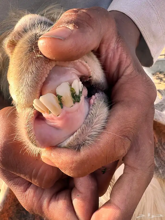 تيس عارضي اصفر 1