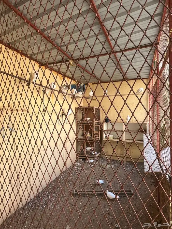 شبك قفص للبيع كيير 4