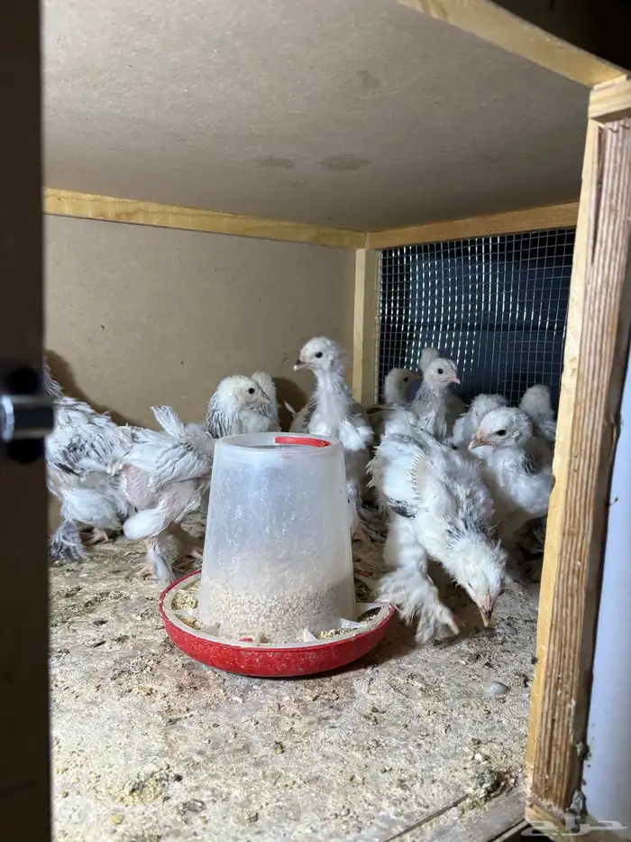 صيصان مستوى فاخر جدا جدا ما شاء الله تبارك الرحمن 1