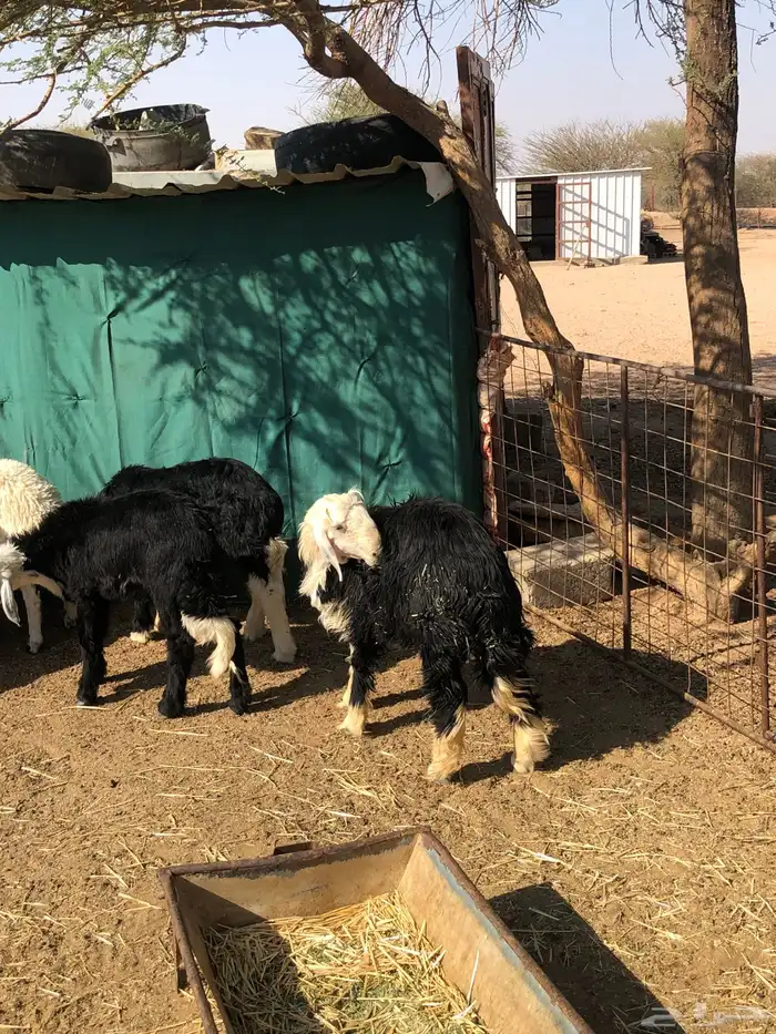 القويعيه الرويضه بالعرض 8