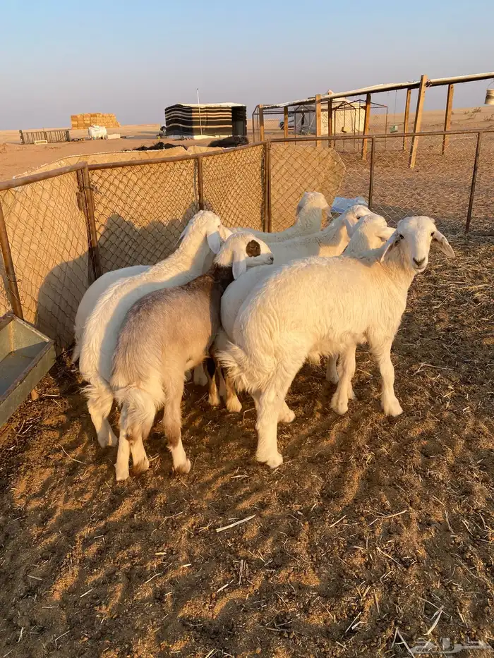 هرافى كلش خروف 1