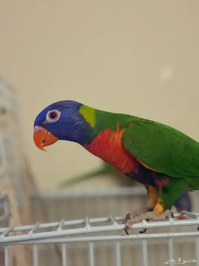 جوز بغبغاء رينبو لوري 6