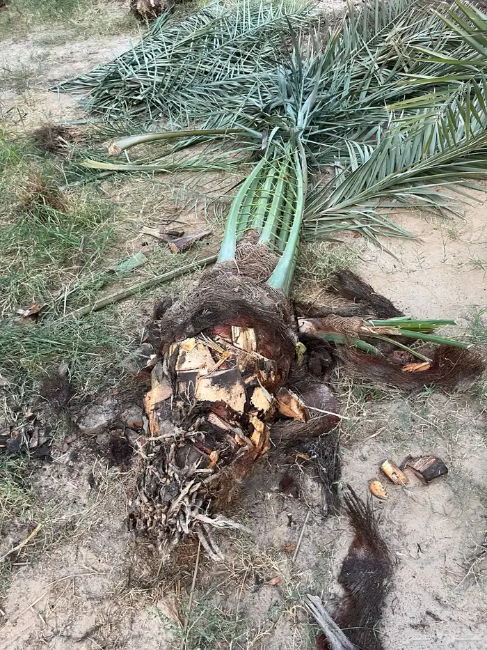 يوجدلديناجميع انواع انخل العربي والواشنطن ازينه للبيع 2